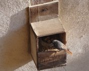 DSC02717 V budce se nám narodili malí kominíčci