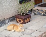 Elsik2 S domem jsme koupili i kocoura Elsu